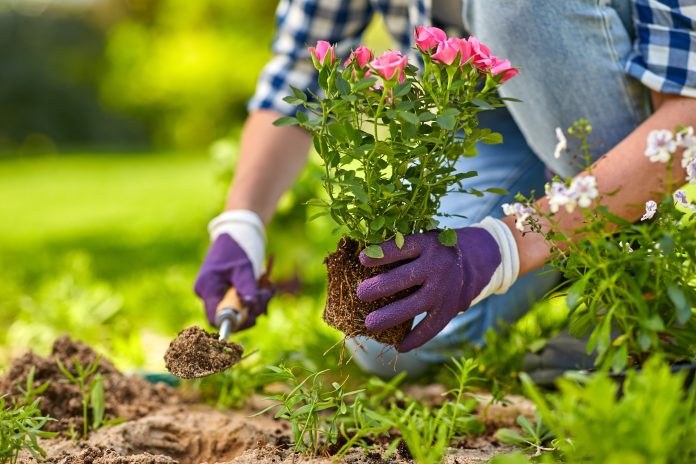 woman planting rose flowers at summer garden
